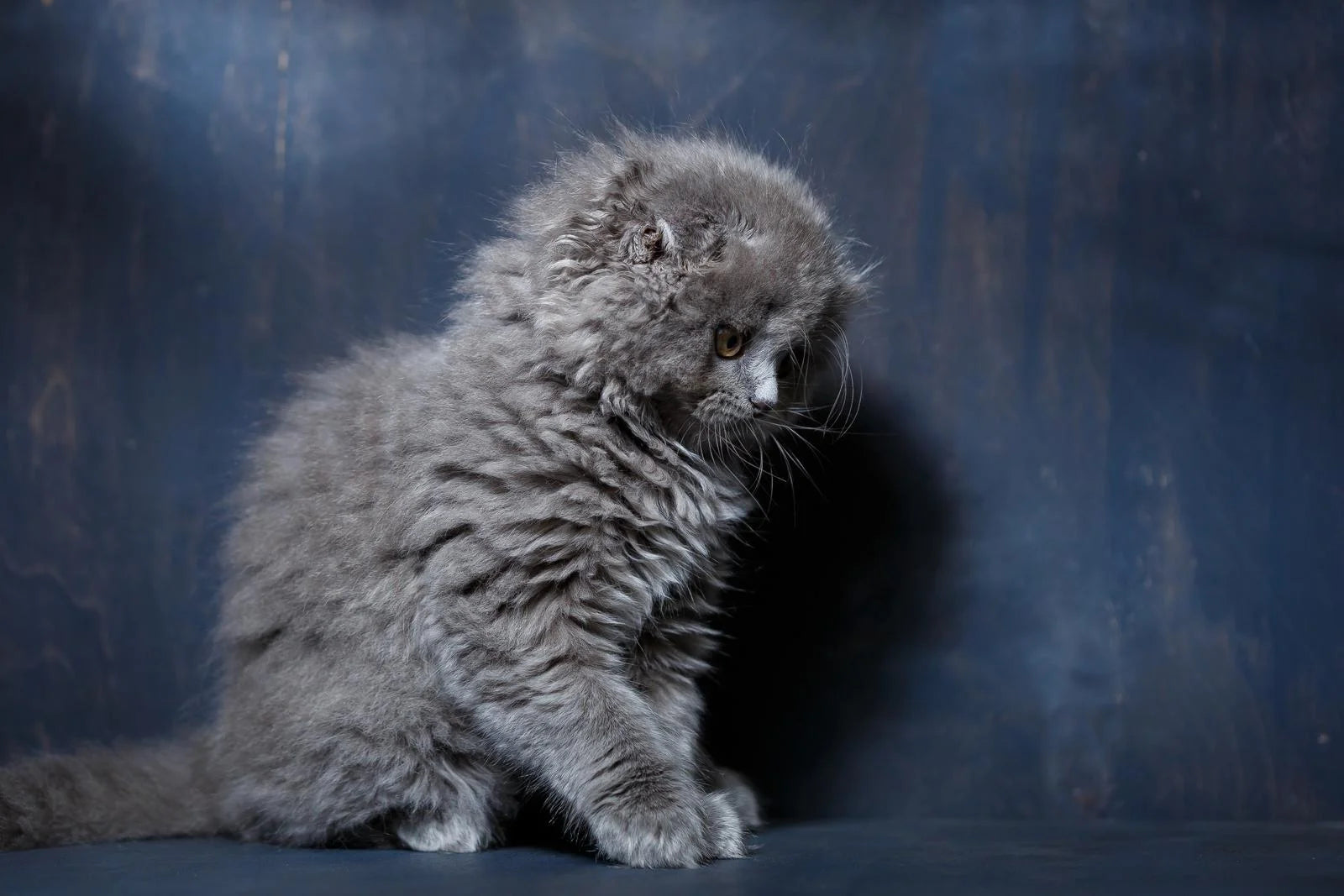 long-haired scottish fold