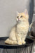 Golden-furred British Shorthair kitten from Livara looking adorable and playful