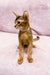 Abyssinian kitten Liza wearing a collar sits alert and ready for fun