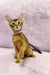 Abyssinian kitten Liza with golden-brown fur and collar sitting cutely upright