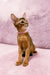 Abyssinian cat in a pink collar sits tall and alert, showcasing Liza the Abyssinian Kitten