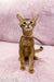 Abyssinian kitten Liza in a pink collar, sitting upright with alert ears and wide eyes