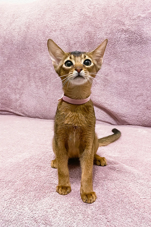 Abyssinian kitten Liza in a pink collar, sitting upright with alert ears and wide eyes