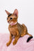 Abyssinian kitten named Liza in a pink collar on a cute pink surface