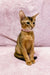 Abyssinian cat with reddish-brown fur sitting alert as Liza the Abyssinian Kitten