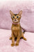 Abyssinian kitten Liza with reddish-brown fur and alert ears sitting up cutely