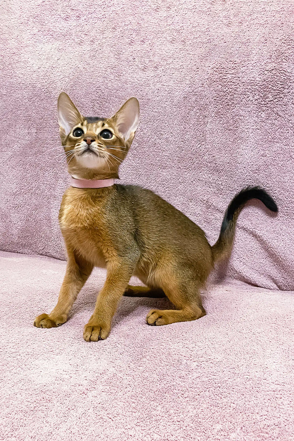 Abyssinian kitten Liza with golden fur and bright eyes gazing upward happily