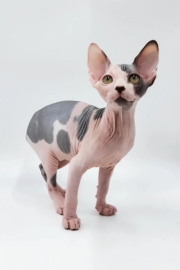 Liza | sphynx kitten