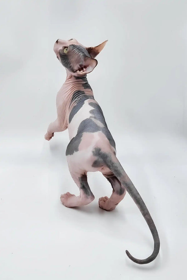 Liza | sphynx kitten