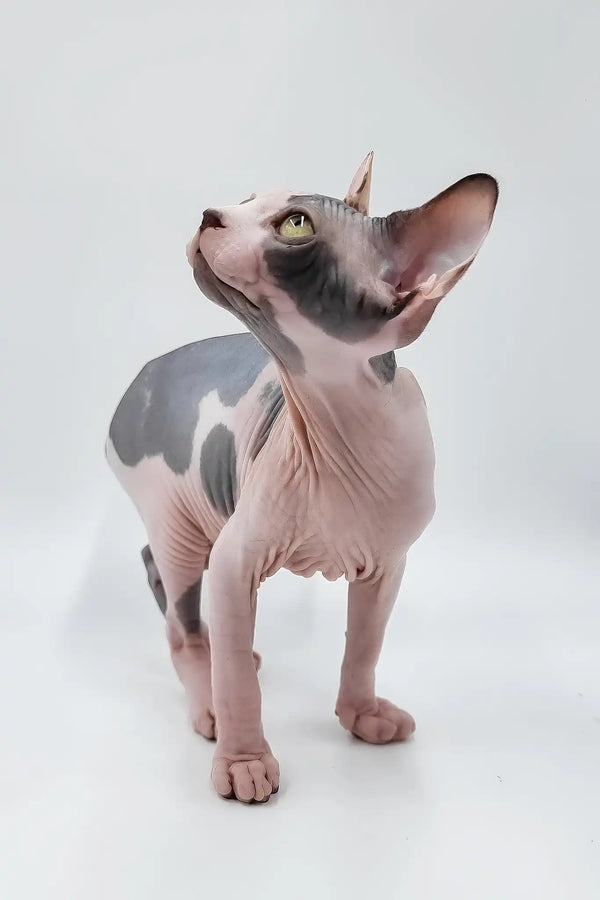 Liza | sphynx kitten