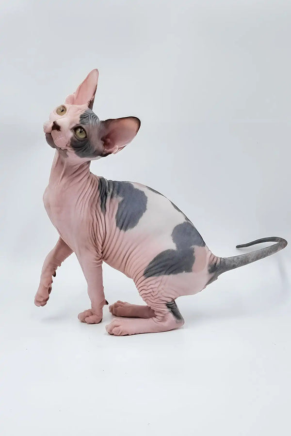 Liza | sphynx kitten