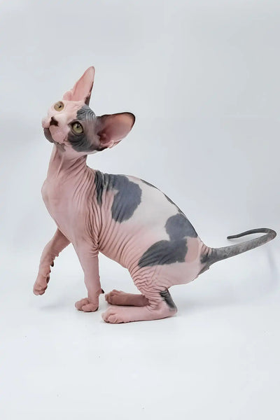 kittenです Small Porcelain Kitten Blue Eyes Siamese Cat Figurine