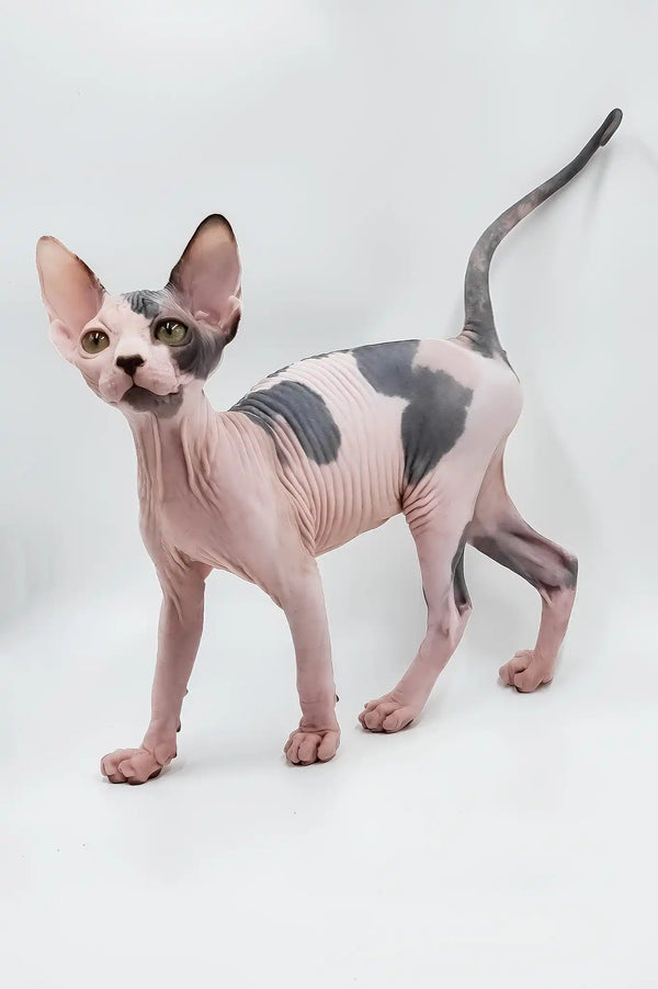 Liza | sphynx kitten