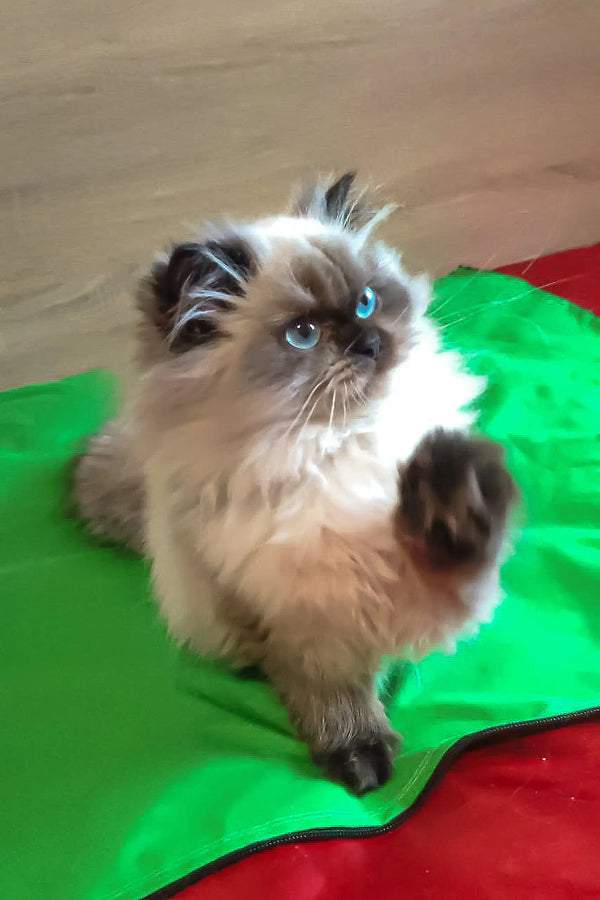 Himalayan cat with blue eyes on colorful fabric; part of Llayla Scottish Straight Kitten