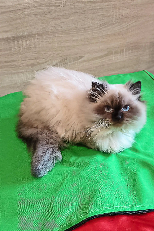 Himalayan cat with cream fur and dark points relaxing on soft fabric with Llayla kitten