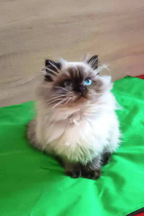 Ragdoll cat with blue eyes and dark points lounging on green fabric, perfect for Llayla