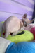 Logan | elf sphynx kitten