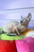 Logan | elf sphynx kitten