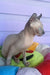 Logan | elf sphynx kitten