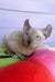 Logan | elf sphynx kitten