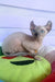 Logan | elf sphynx kitten