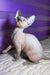 Loki | canadian sphynx kitten
