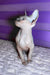 Loki | canadian sphynx kitten