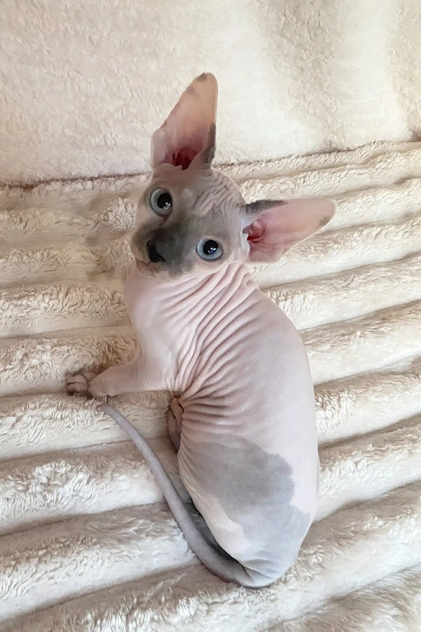 Loki | canadian sphynx kitten