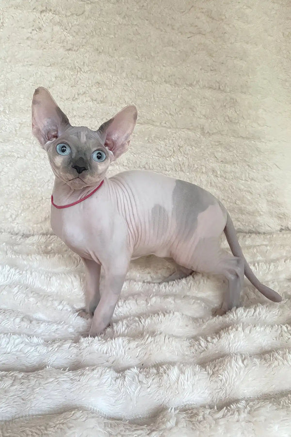 Loki | canadian sphynx kitten