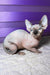 Loki | canadian sphynx kitten
