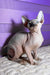 Loki | canadian sphynx kitten