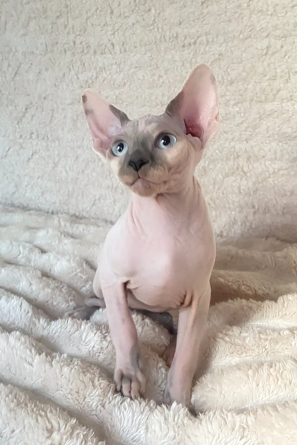 Loki | canadian sphynx kitten