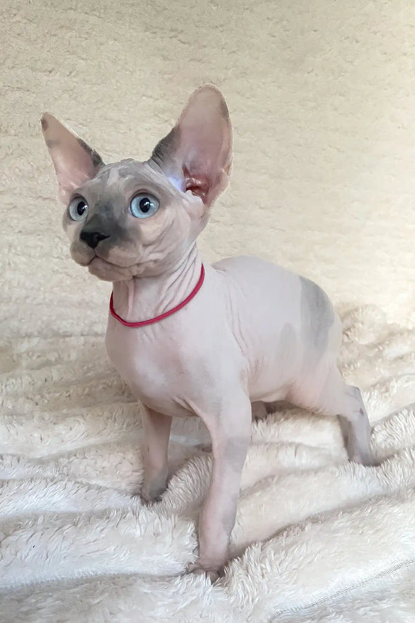 Loki | canadian sphynx kitten