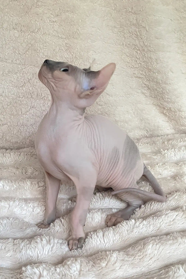 Loki | canadian sphynx kitten