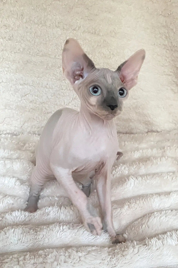 Loki | canadian sphynx kitten