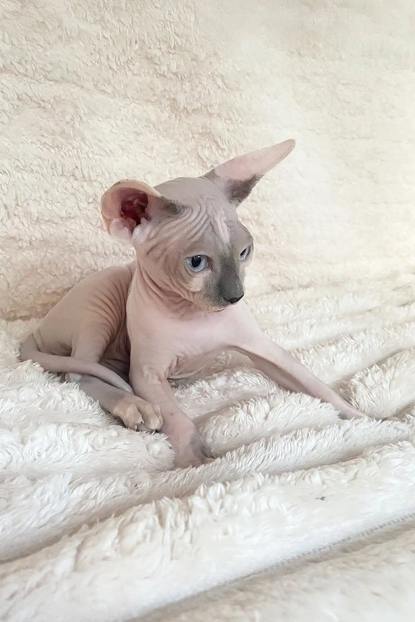 Loki | canadian sphynx kitten