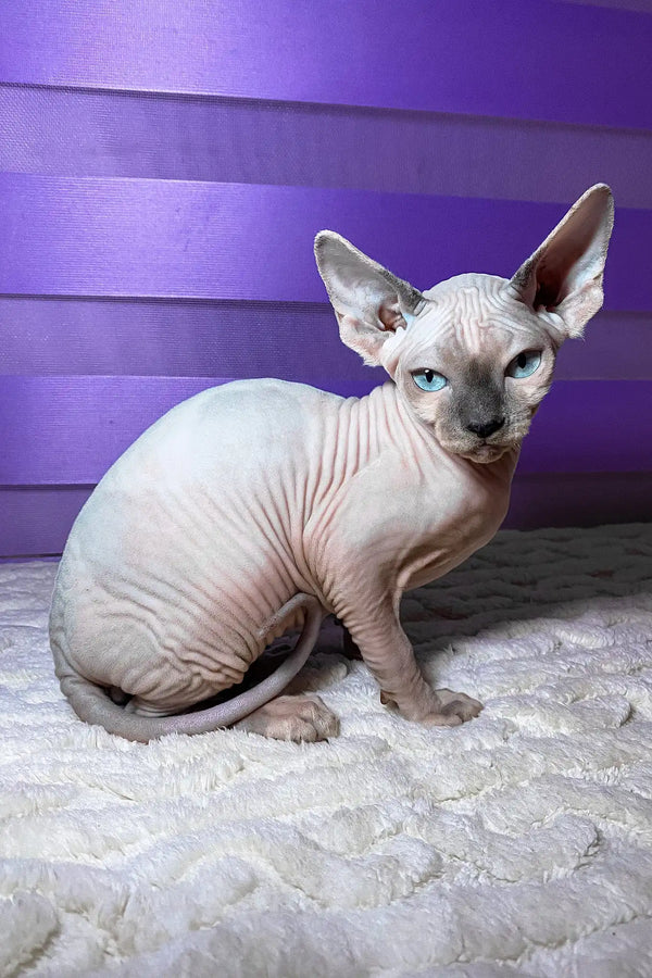 Loki | canadian sphynx kitten