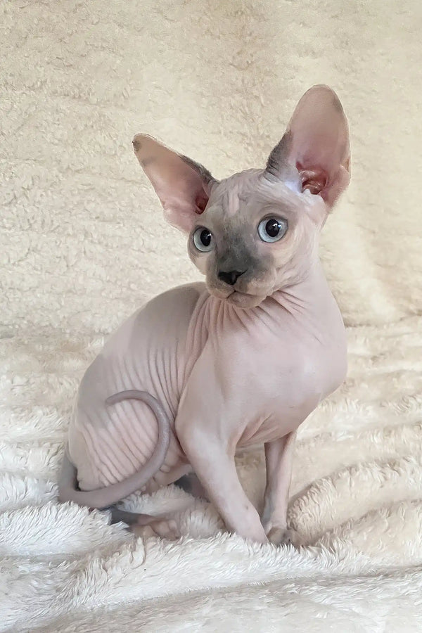 Loki | canadian sphynx kitten