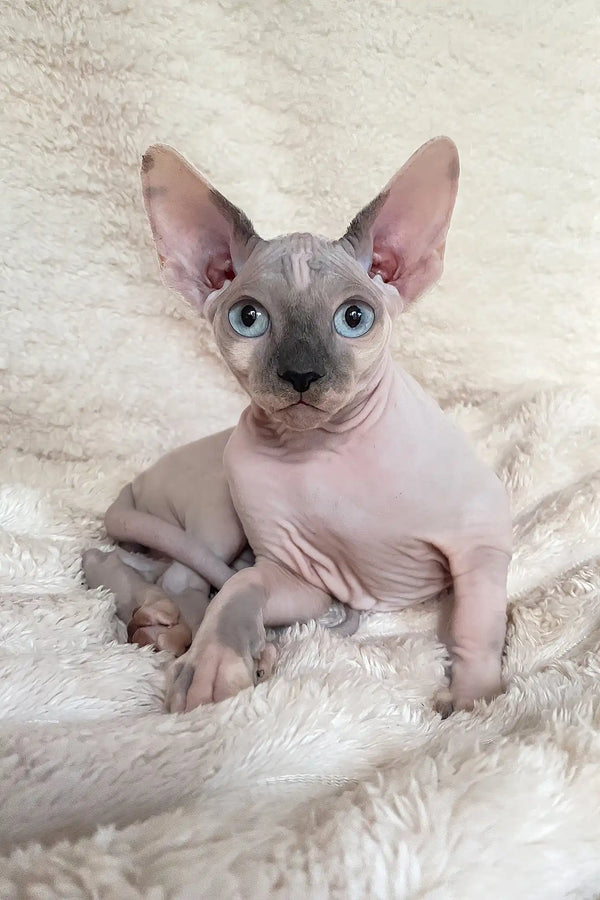 Loki | canadian sphynx kitten