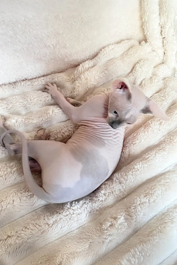 Loki | canadian sphynx kitten