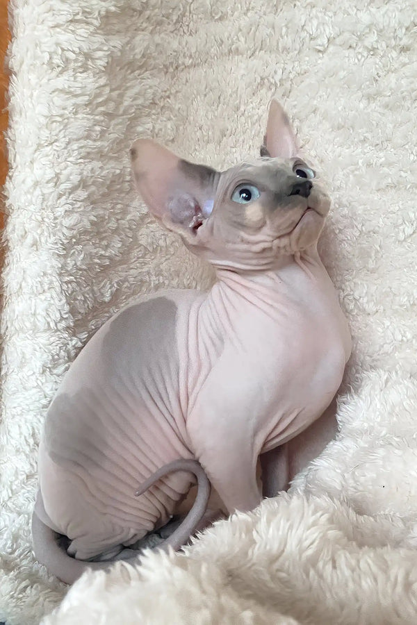 Loki | canadian sphynx kitten