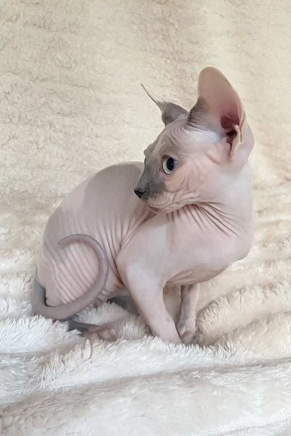 Loki | canadian sphynx kitten