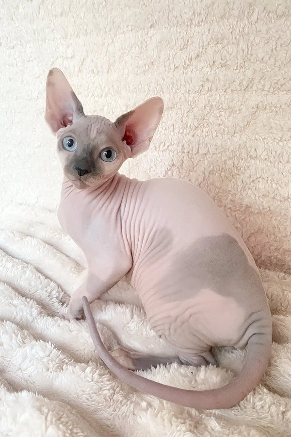 Loki | canadian sphynx kitten