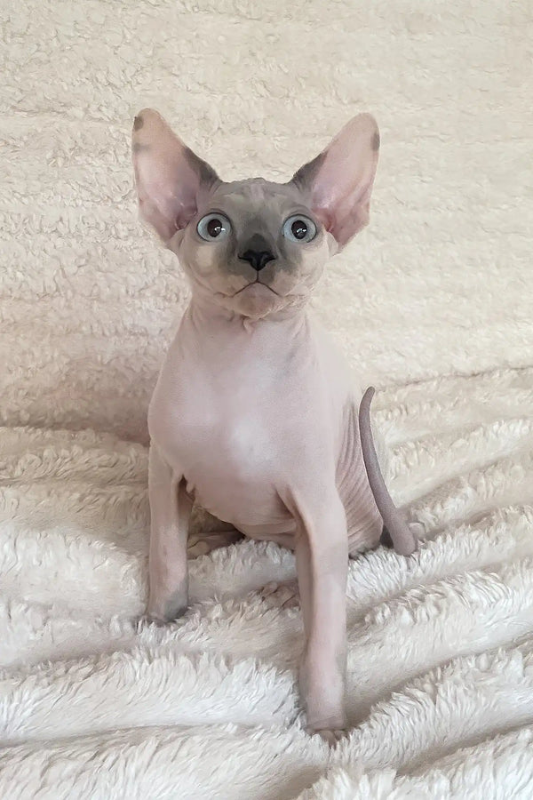 Loki | canadian sphynx kitten