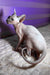 Loki | canadian sphynx kitten