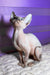 Loki | canadian sphynx kitten