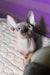 Loki | canadian sphynx kitten