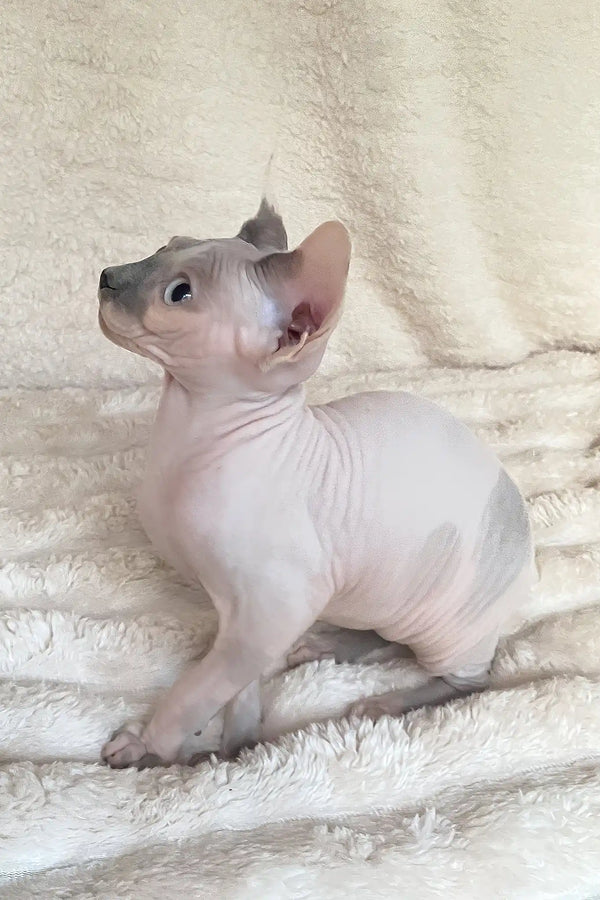 Loki | canadian sphynx kitten