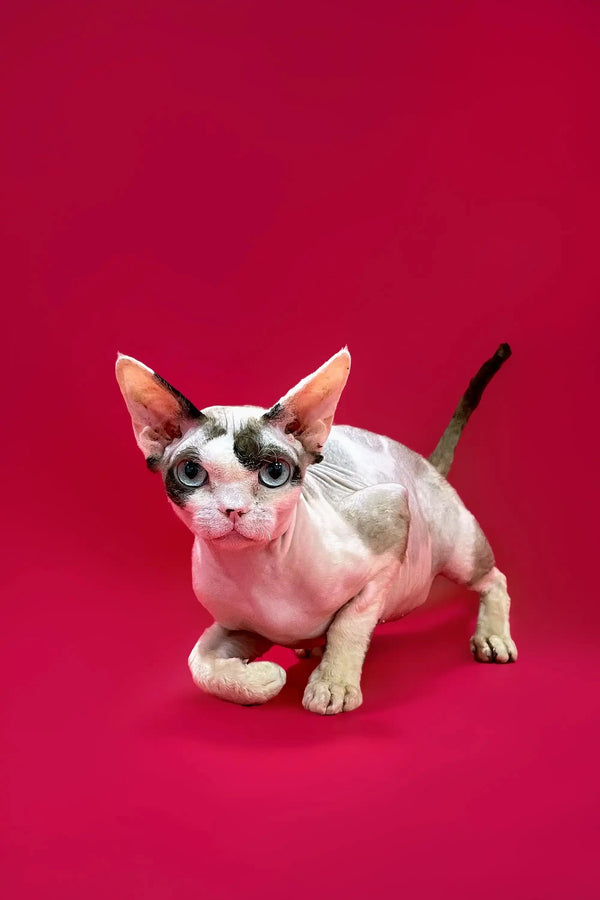 Hypoallergenic Kittens For Sale Loki | Devon Rex Kitten