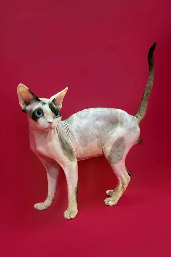Hypoallergenic Kittens For Sale Loki | Devon Rex Kitten
